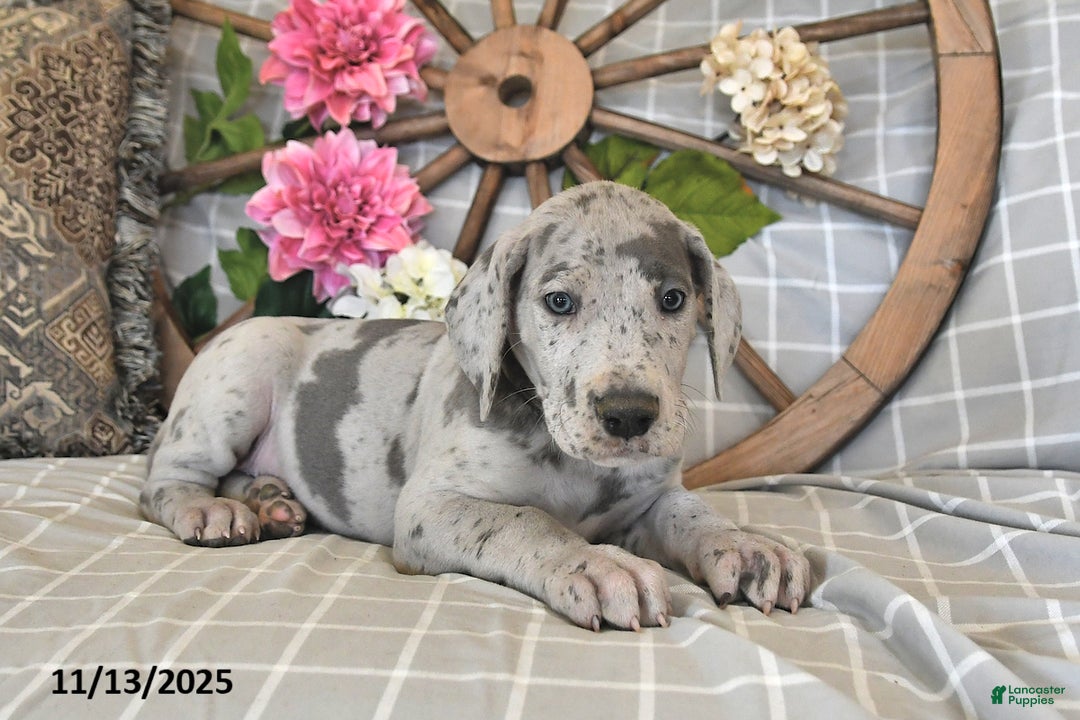 Great Dane dogs for sale: Twister - Ad 3
