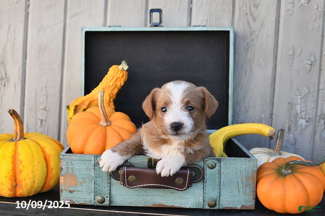 Mixed Breed dogs for sale: Terry - Ad 9