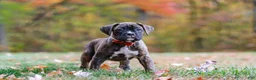 Boxer dogs for sale: Miles - Ad 4