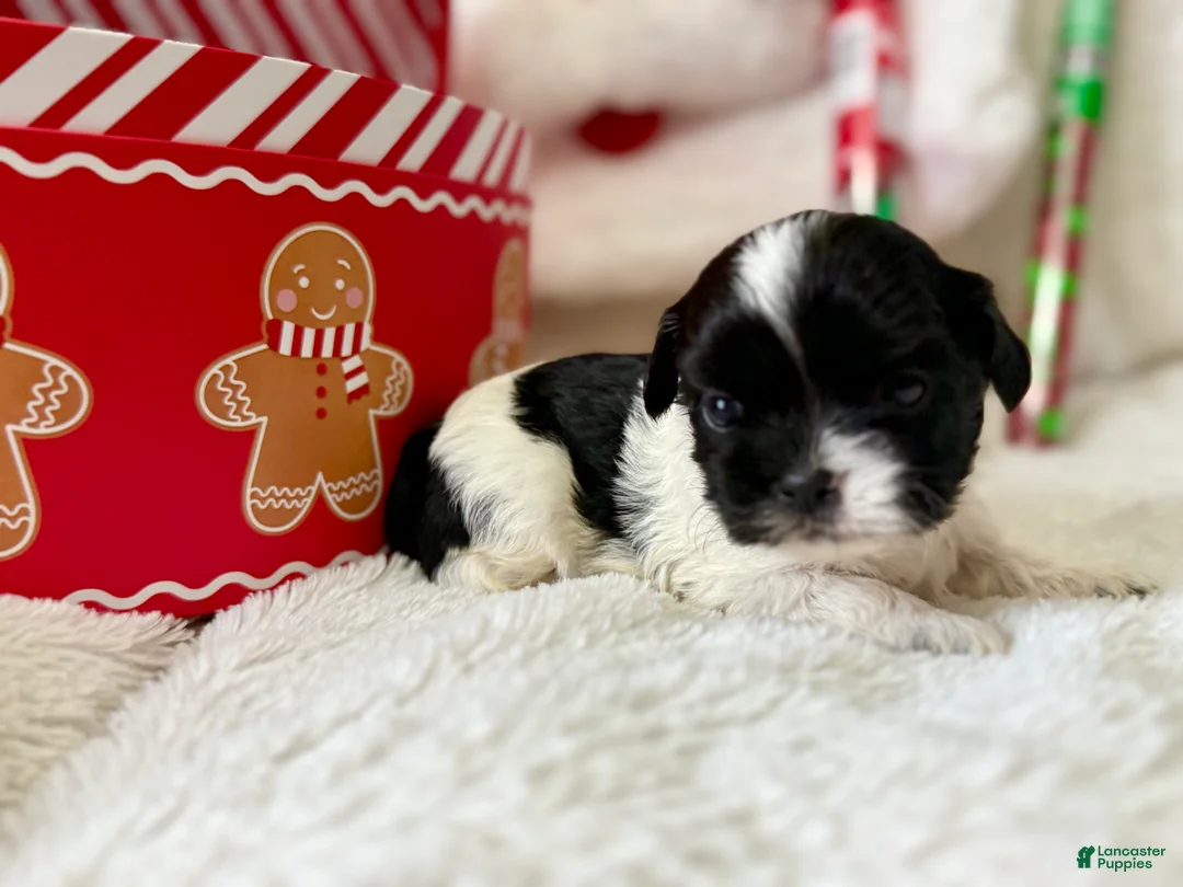 Shihpoo dogs for sale: Boq  - Ad 15