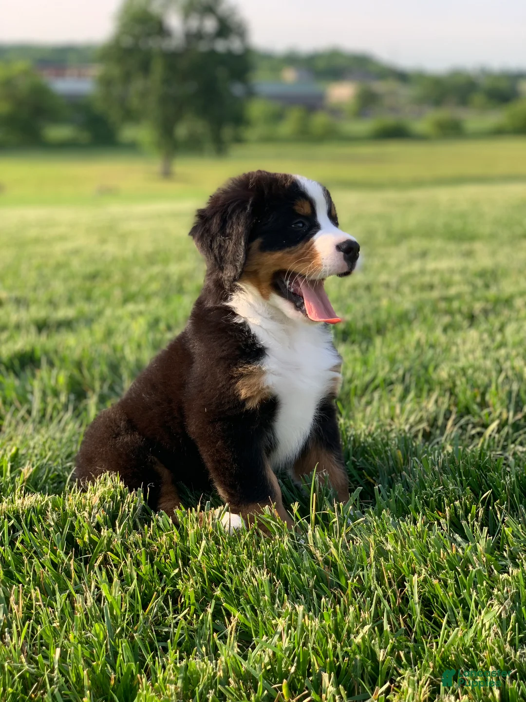 Bernese Mountain Dog dogs for sale: North - Ad 2