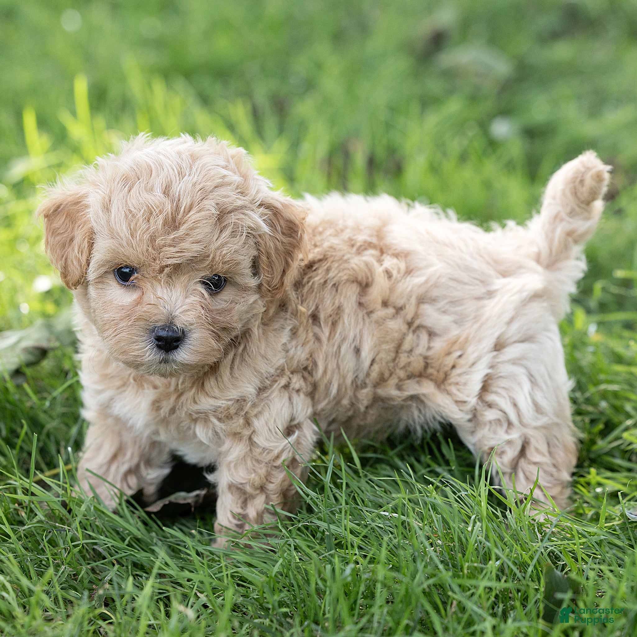 Maltipoo dogs Oliver Maltipoo  - Ad 2