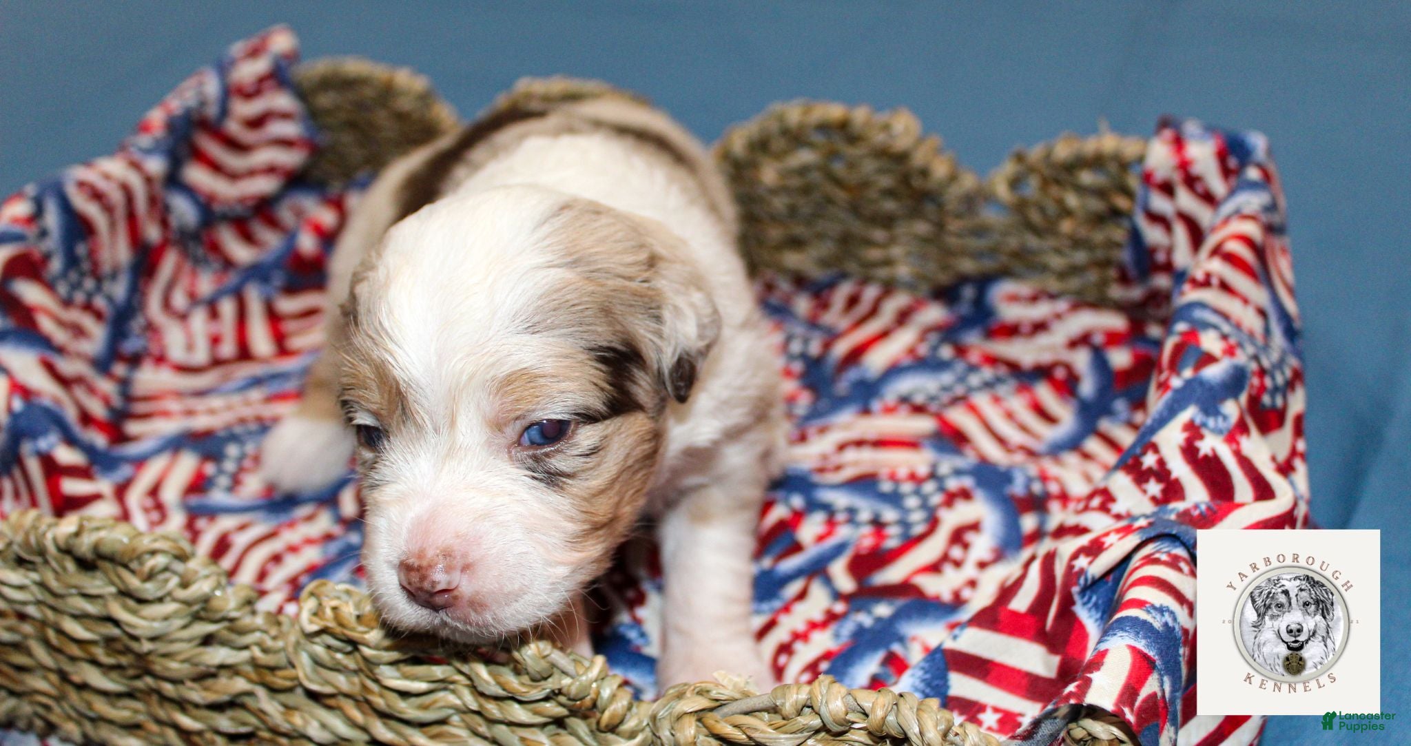 Miniature Australian Shepherd dogs Lady Liberty - Ad 1