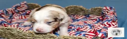 Miniature Australian Shepherd dogs for sale: Lady Liberty - Ad 3