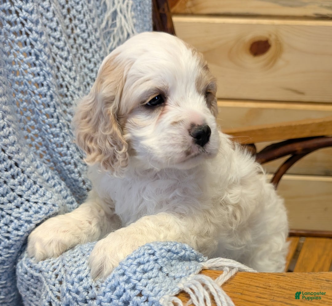 Cockapoo dogs for sale: Patch - Ad 4