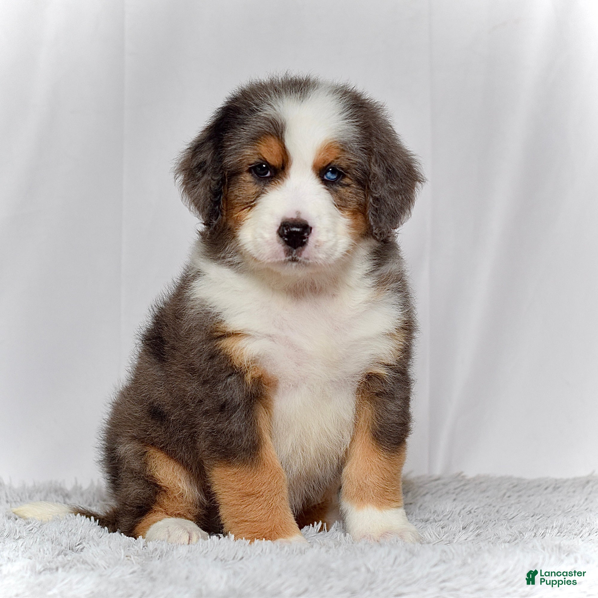 Dog Otterhound Hypoallergenic Hypoallergenic Puppies For Sale