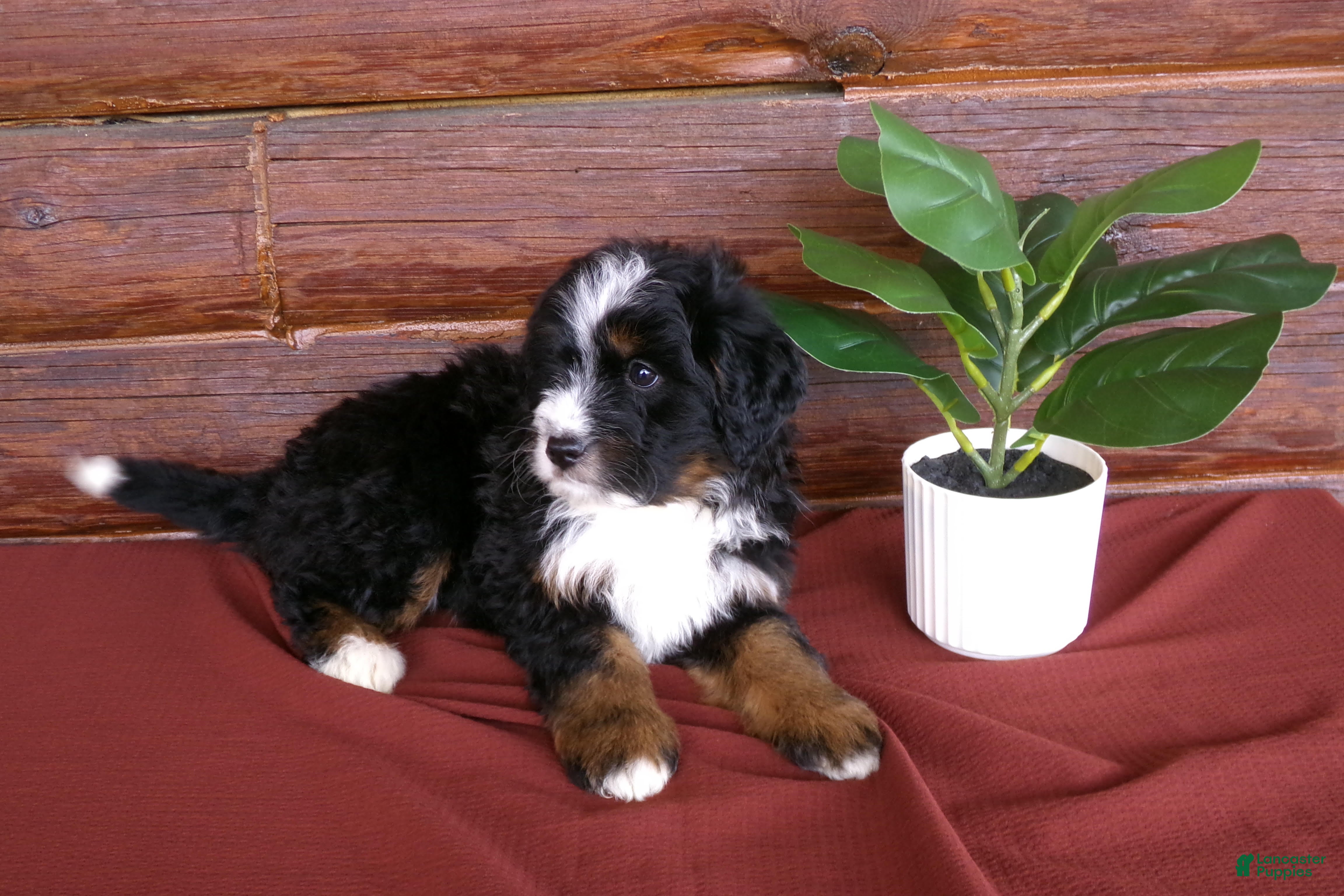 Mini Bernedoodle dogs Andre - Ad 2