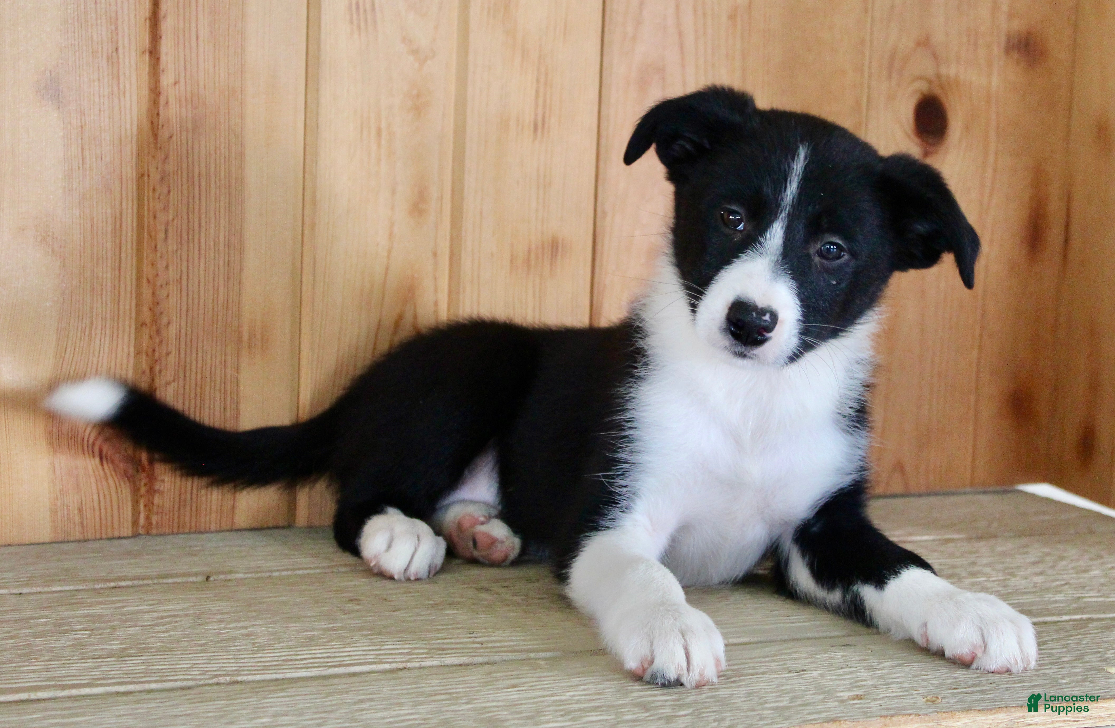 Border Collie dogs Annie  - Ad 2