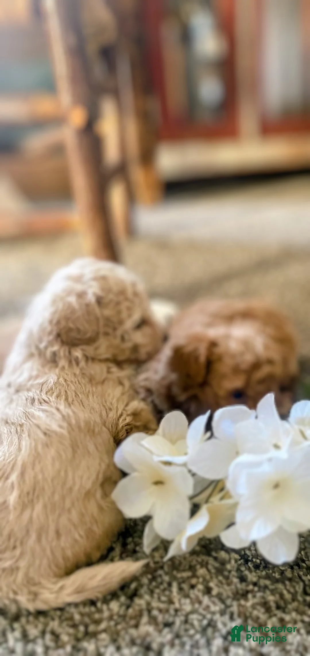 Toy Poodle dogs for sale: SWEET CAMERON  - Ad 4