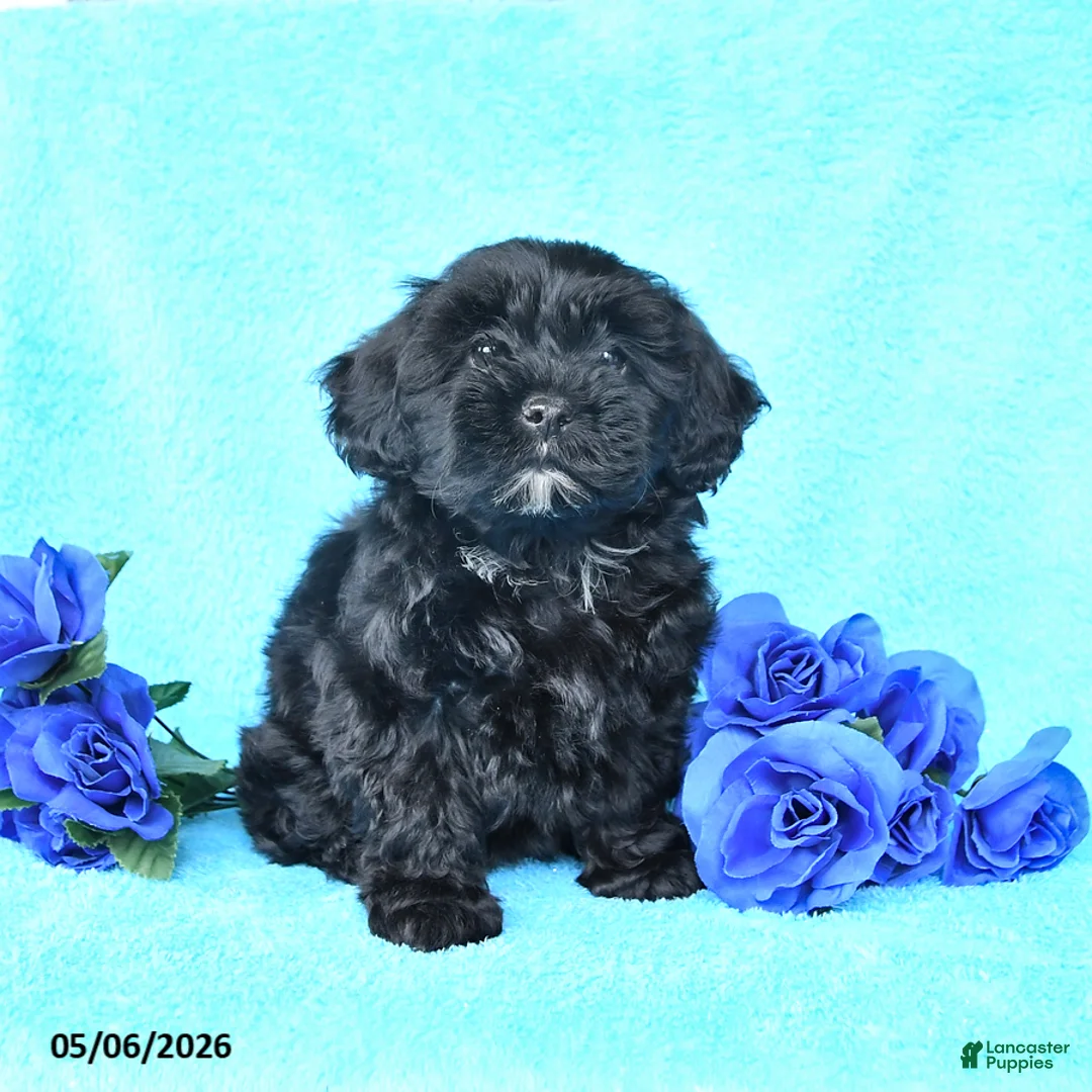 Yorkiepoo dogs for sale: Tulip - Ad 2