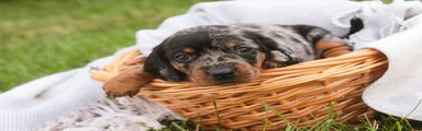 Garrett Miniature Dachshund 