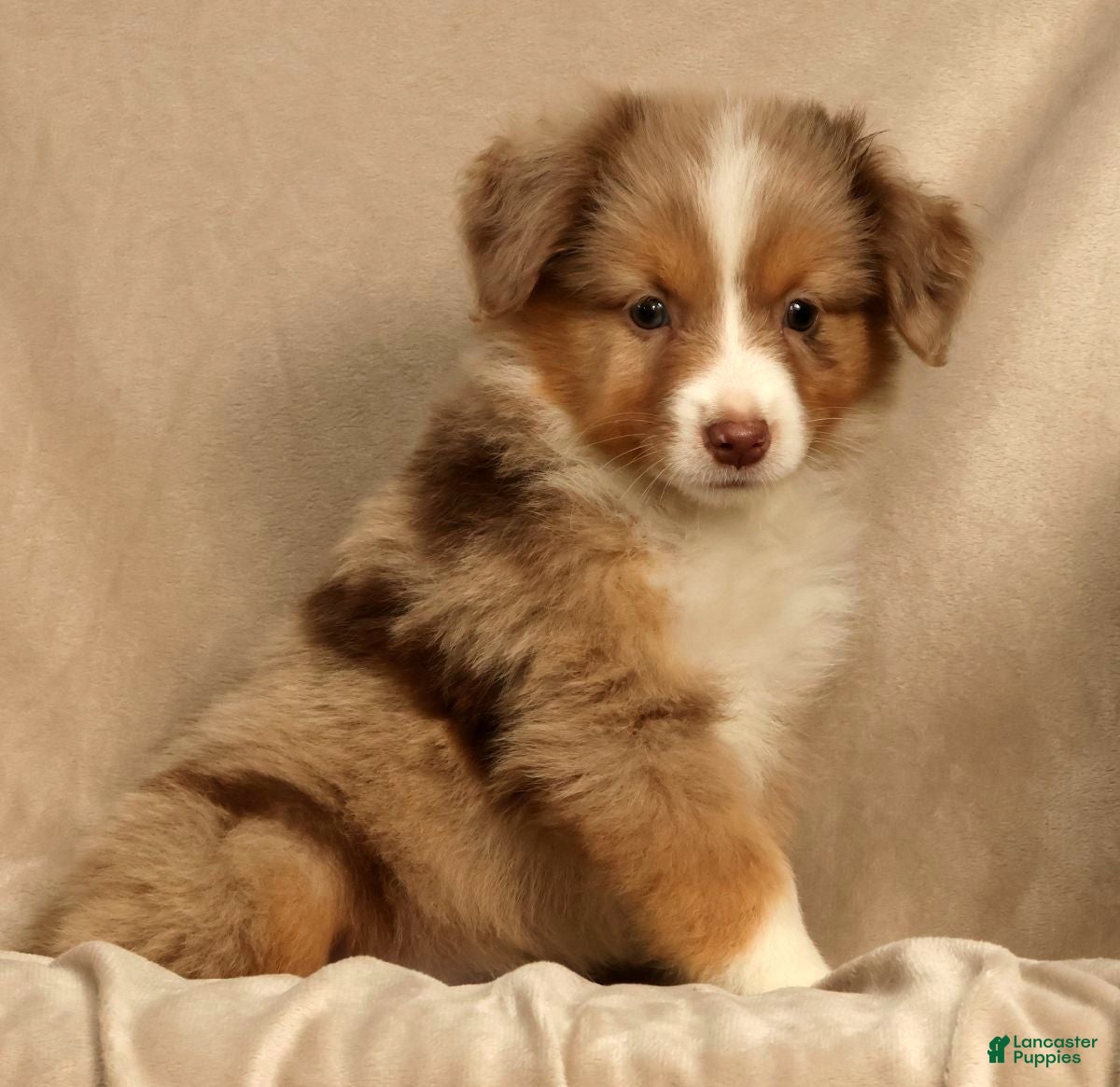 Miniature Australian Shepherd dogs Remi - Ad 2