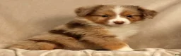 Miniature Australian Shepherd dogs for sale: Remi - Ad 2