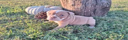 English Bulldog dogs for sale: Stella - Ad 5
