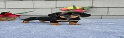 Dachshund dogs for sale: Marabelle - Ad 7