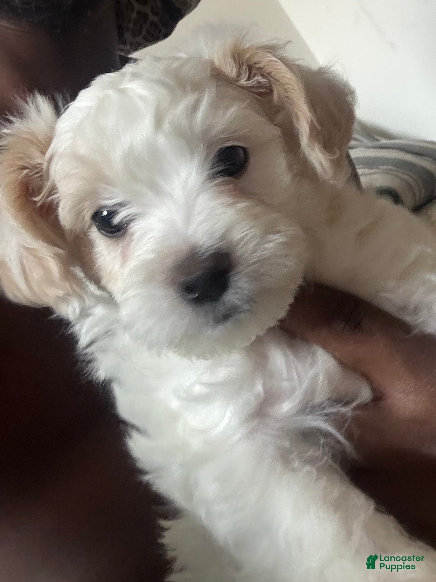 Mixed Breed dogs Mixed Breed Puppy 3 - Ad 34