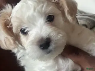 Mixed Breed dogs Mixed Breed Puppy 3 - Ad 34