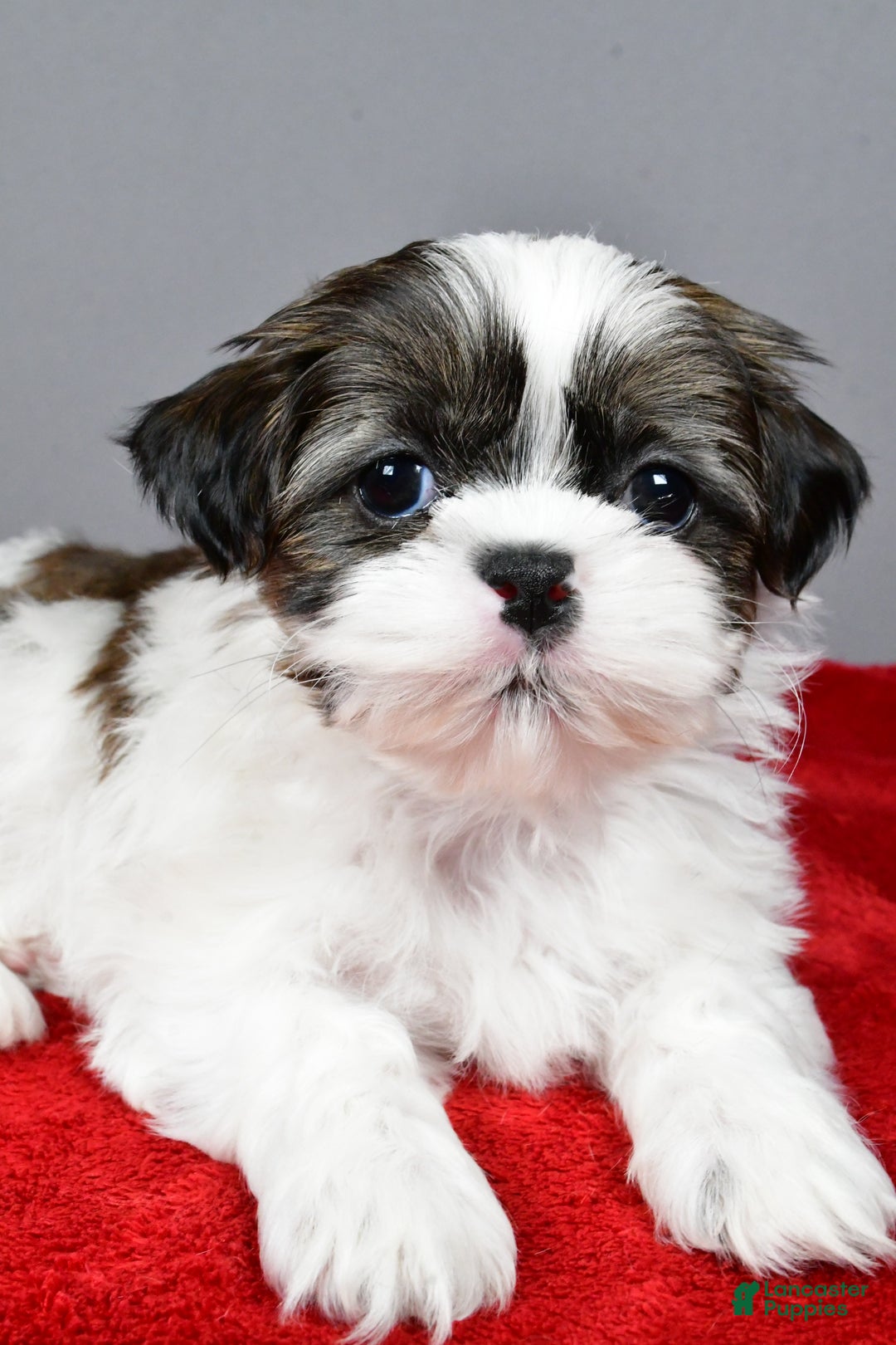 Shih Tzu dogs for sale: Ruger - Ad 9