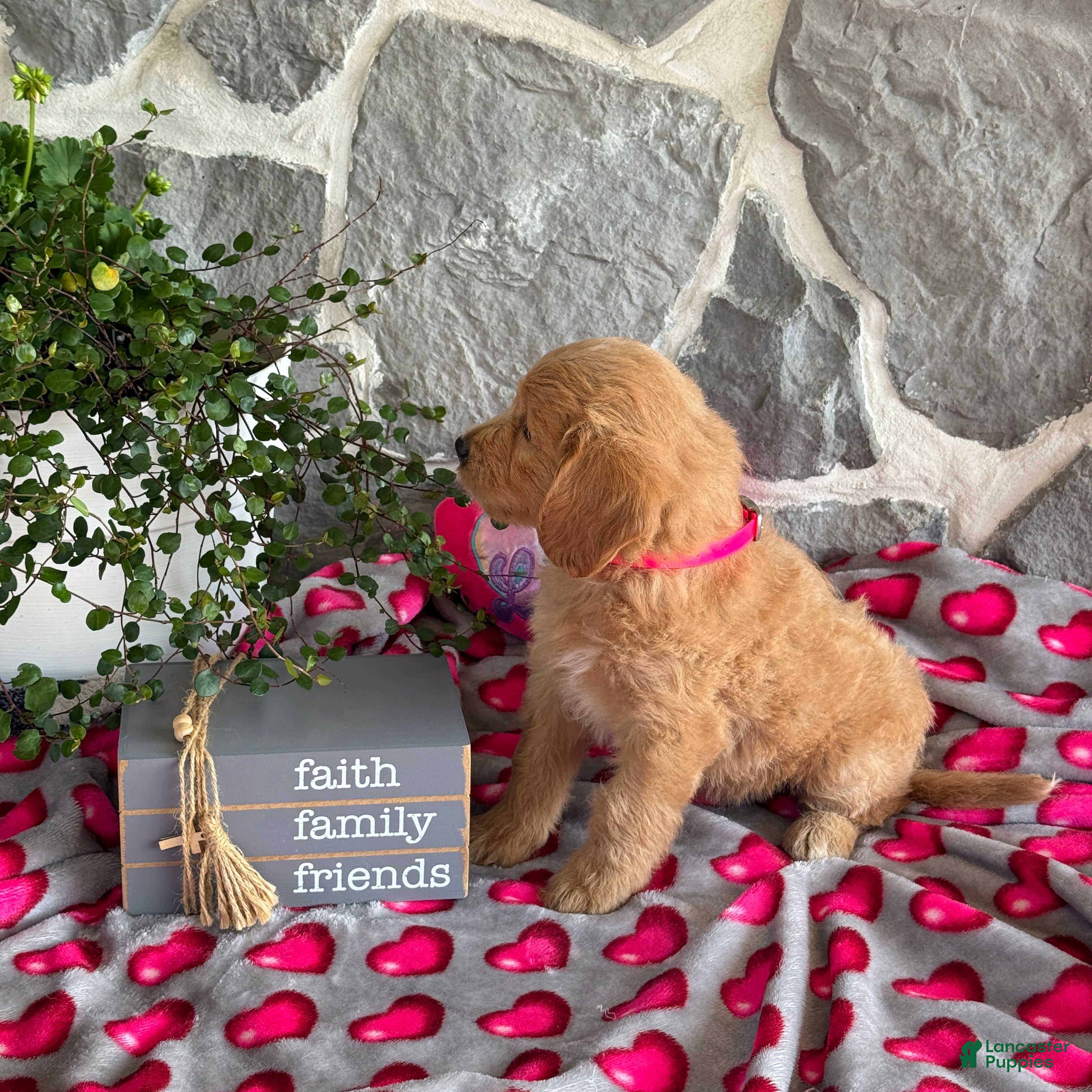 Goldendoodle dogs Nora - Ad 2