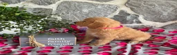 Goldendoodle dogs for sale: Nora - Ad 2