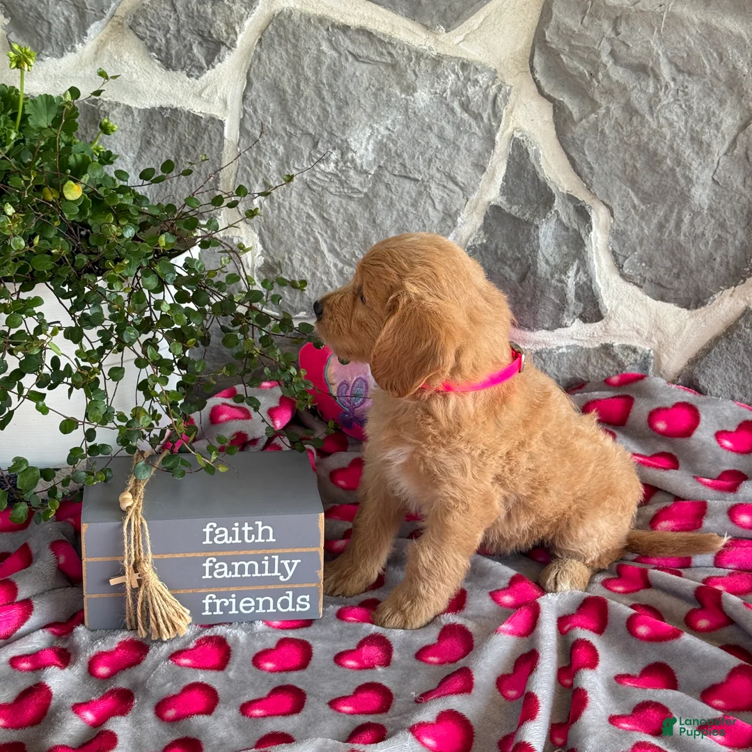 Goldendoodle dogs for sale: Nora - Ad 2