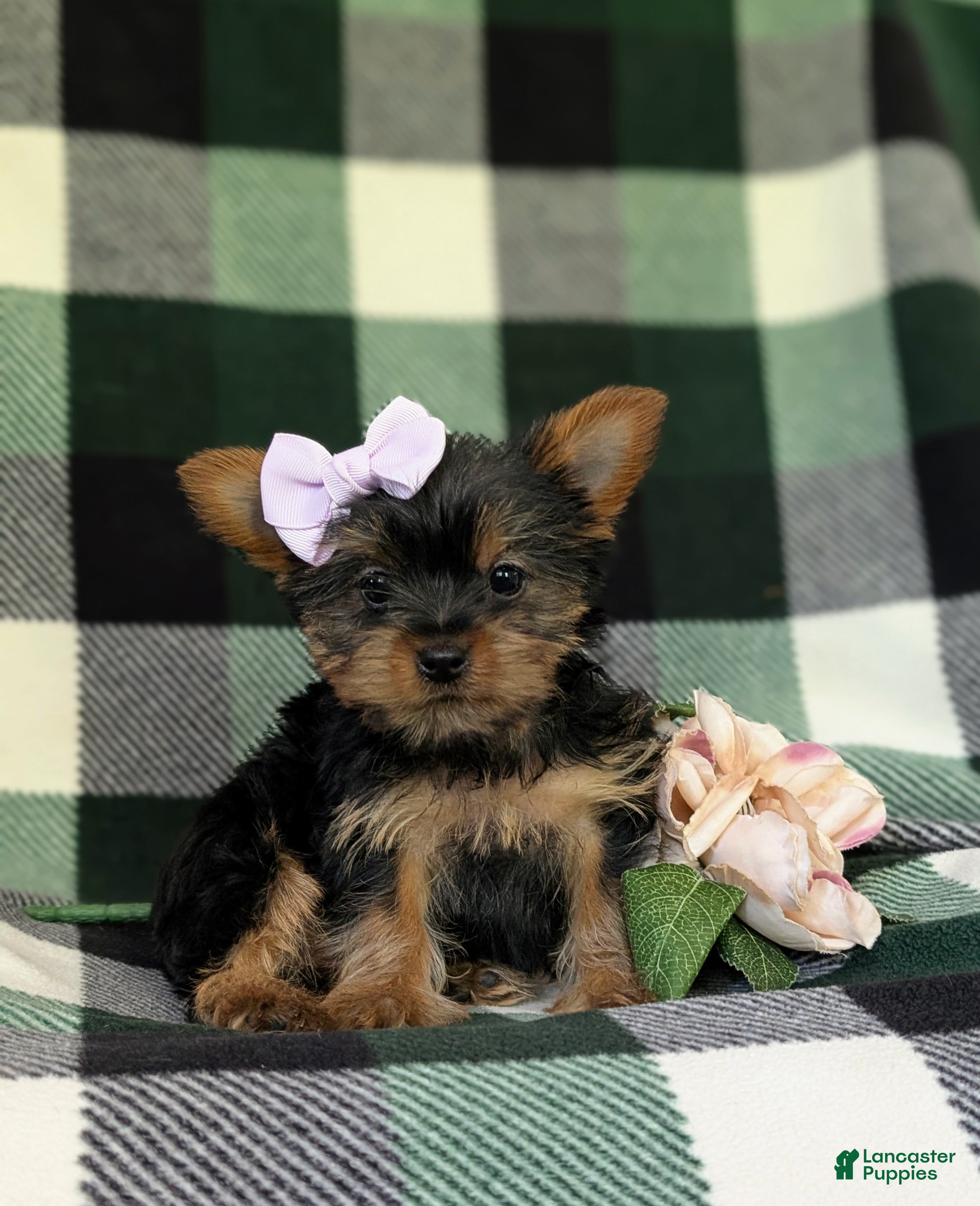 Yorkshire Terrier dogs for sale: Linette 7 lbs Full Grown - Ad 3