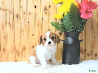 Cavalier King Charles Spaniel dogs Cupid - Ad 30