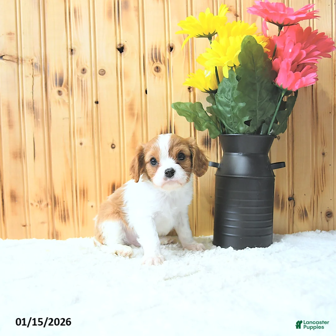 Cavalier King Charles Spaniel dogs for sale: Cupid - Ad 1