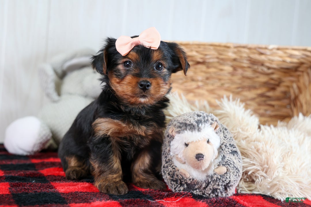 Yorkshire Terrier dogs for sale: COCO - Ad 13