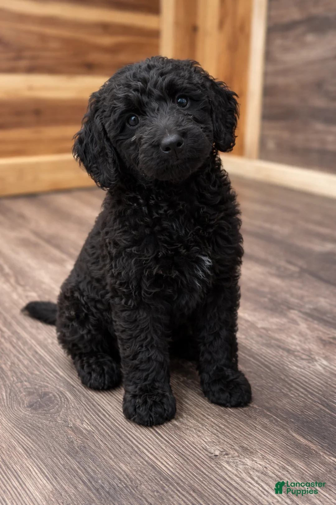 Labradoodle dogs for sale: Labradoodle Puppy 4 - Ad 3