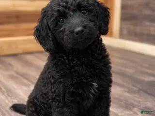 Labradoodle dogs Labradoodle Puppy 4 - Ad 30