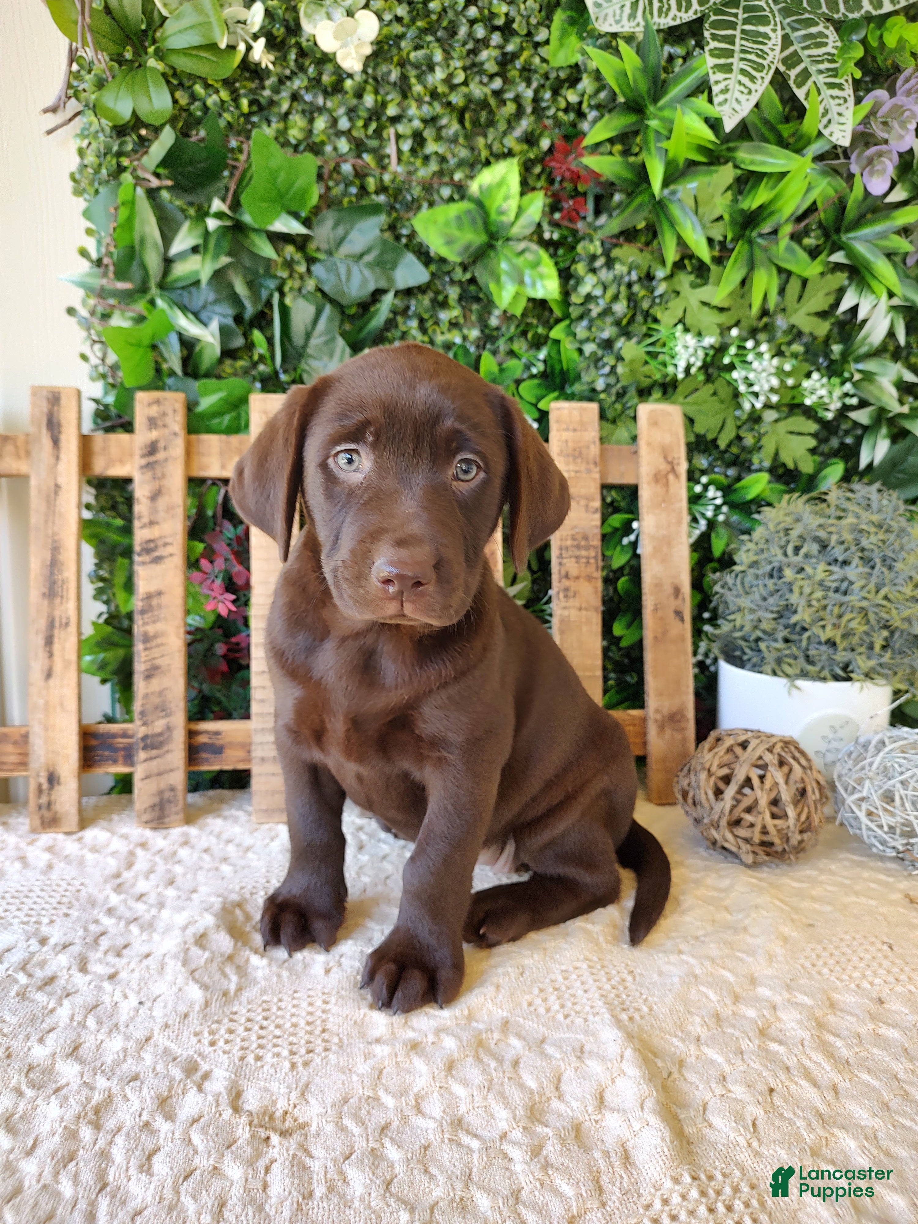Labrador Retriever dogs Lexi - Ad 1