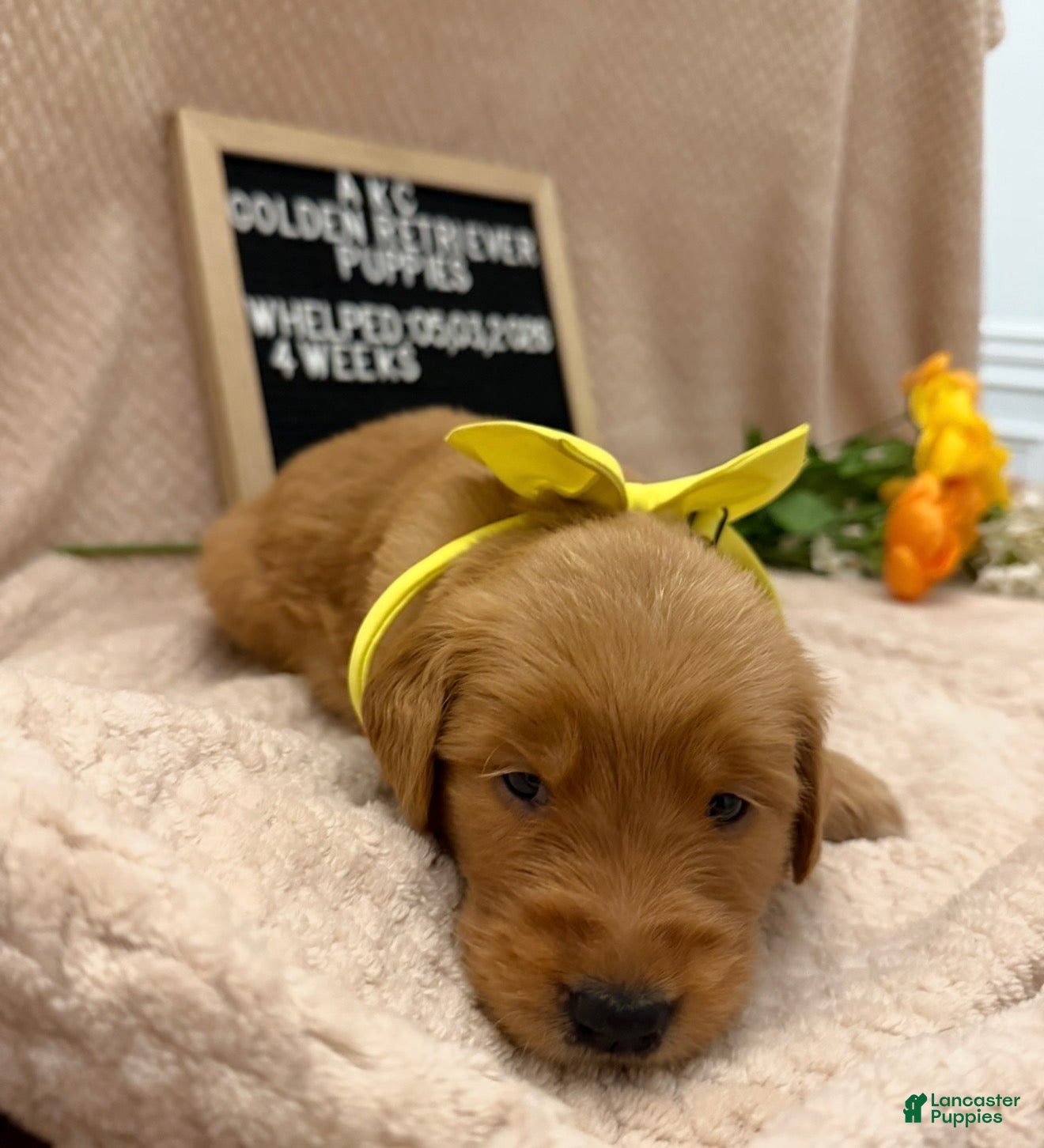 Golden Retriever dogs Miss. Yellow - Ad 1