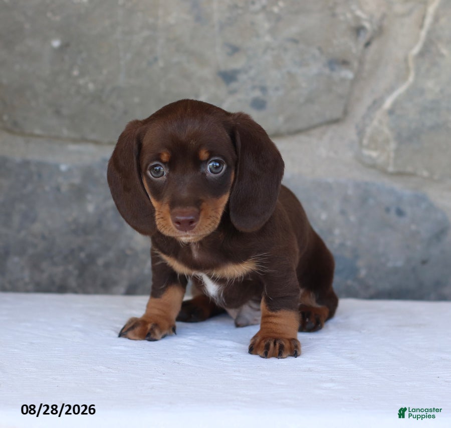 Miniature Dachshund dogs Hershey - Ad 1