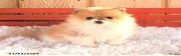 Pomeranian dogs for sale: Trixy - Ad 1