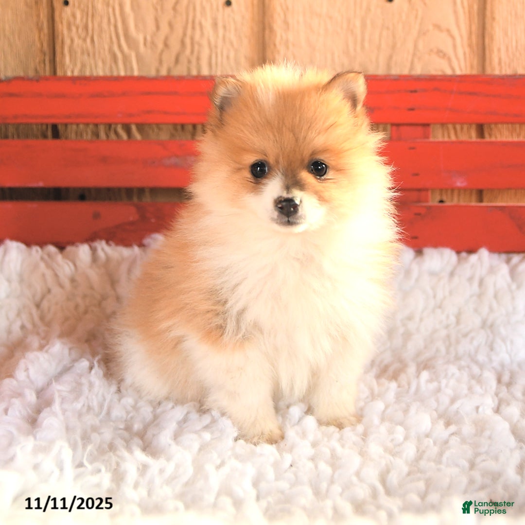 Pomeranian dogs for sale: Trixy - Ad 1