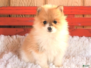 Pomeranian dogs Trixy - Ad 42