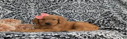Golden Retriever dogs for sale: Yolanda AKC Reg - Ad 4