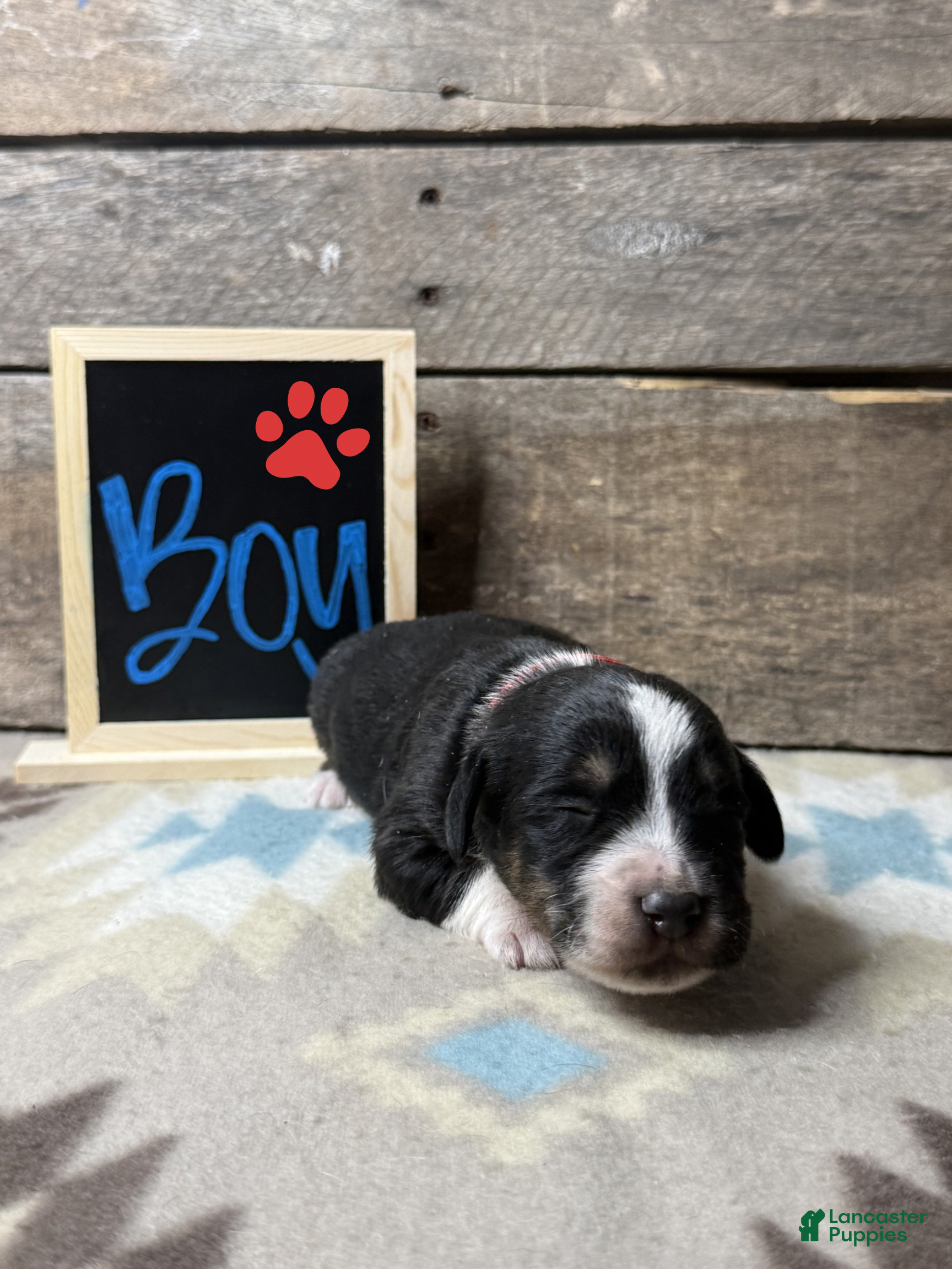 Mixed Breed dogs Mixed Breed Puppy 1 - Ad 5