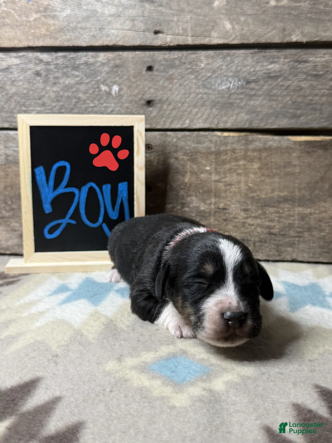Mixed Breed dogs for sale: Mixed Breed Puppy 1 - Ad 1