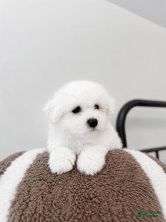 Maltipoo dogs Romeo - Ad 2