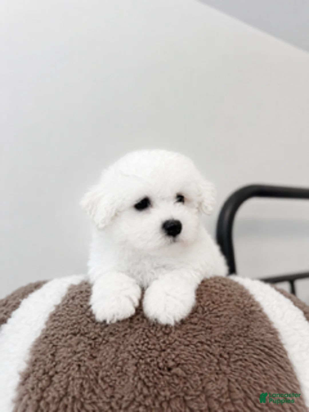 Maltipoo dogs for sale: Romeo - Ad 2
