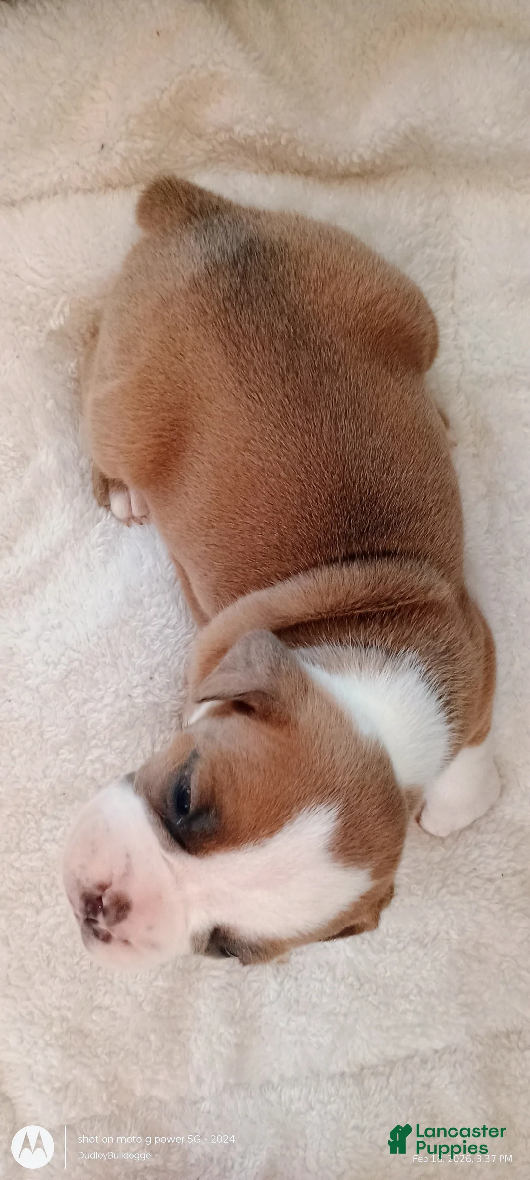 Olde English Bulldogge dogs for sale: Olde English Bulldogge Nyx - Ad 4