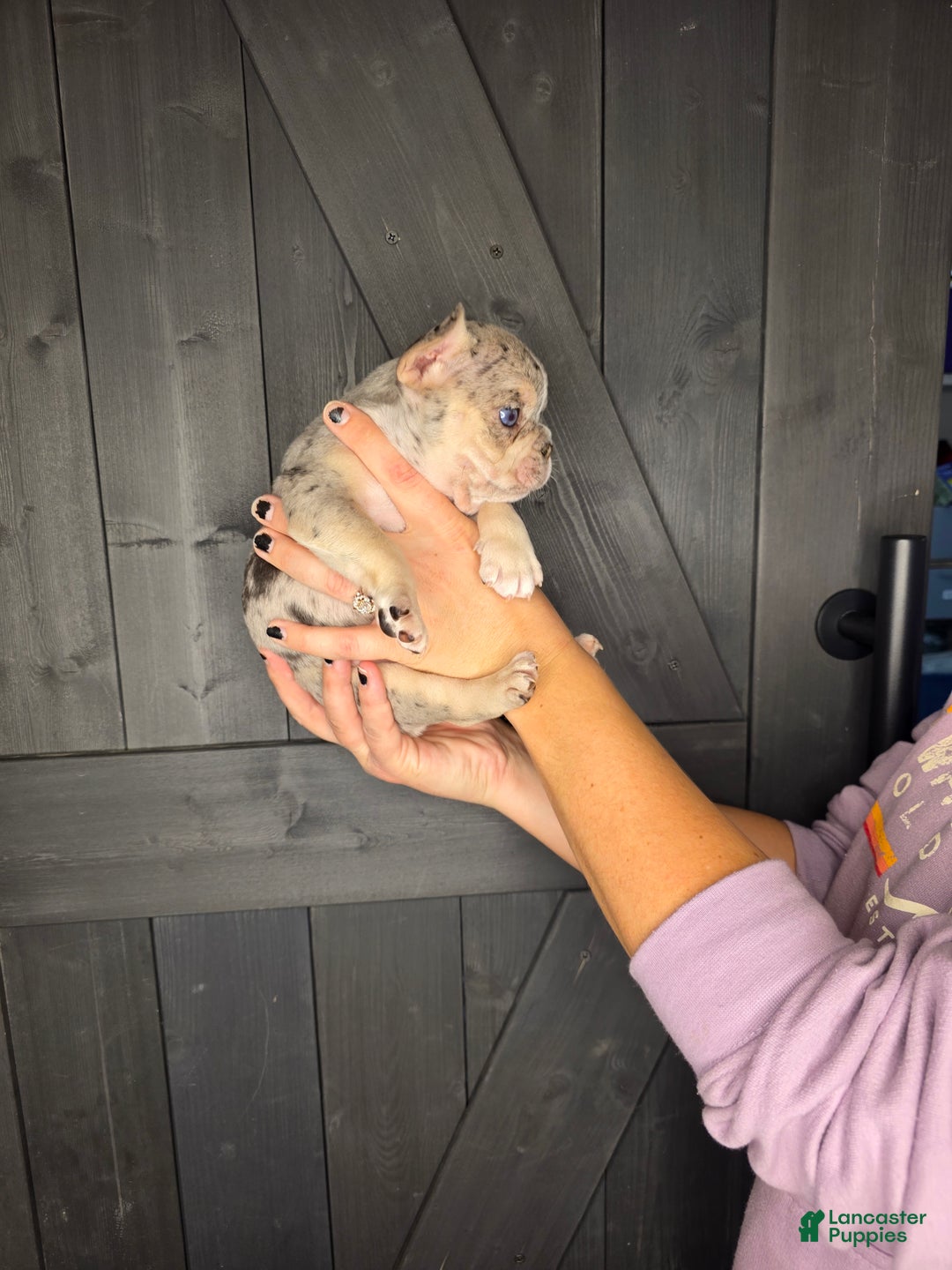 French Bulldog dogs for sale: French Bulldog Puppy 3 - Ad 6