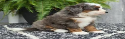 Mini Bernedoodle dogs for sale: Mini Remi - Ad 7