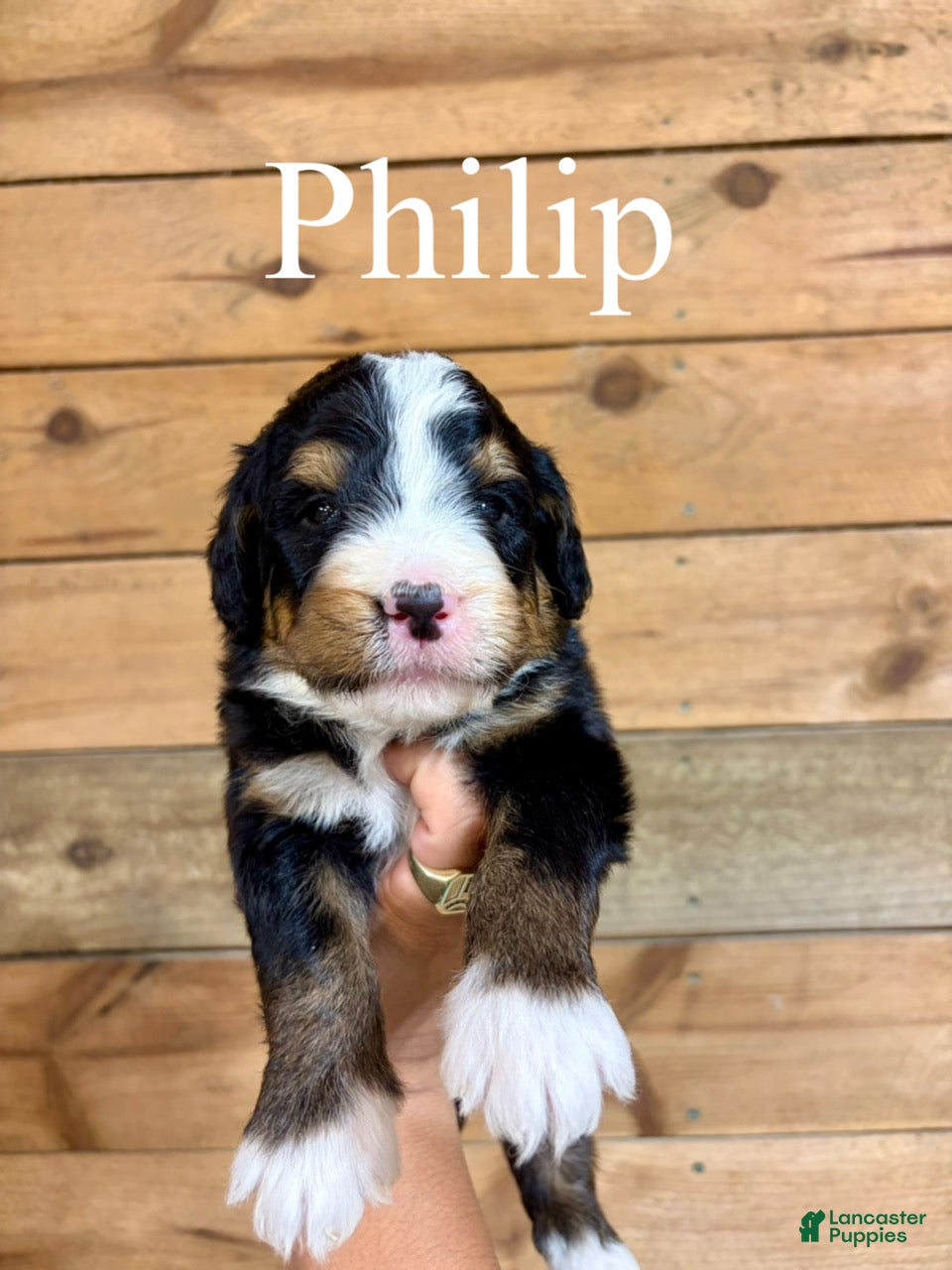 Bernedoodle dogs Philip - Ad 1