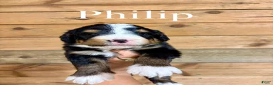 Philip