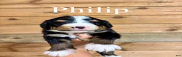 Bernedoodle dogs for sale: Philip - Ad 1