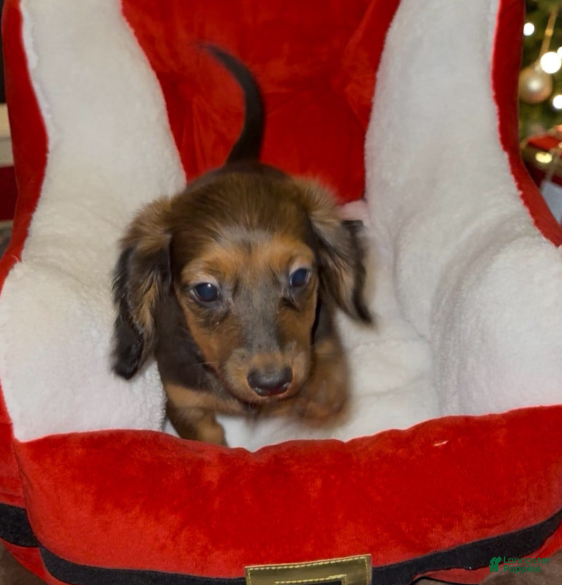 Miniature Dachshund dogs for sale: Miniature Dachshund Boy 1 - Ad 4