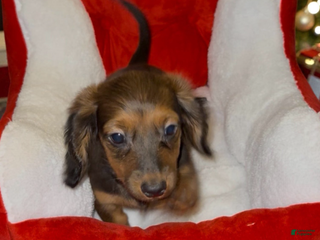 Miniature Dachshund dogs Miniature Dachshund Boy 1 - Ad 1
